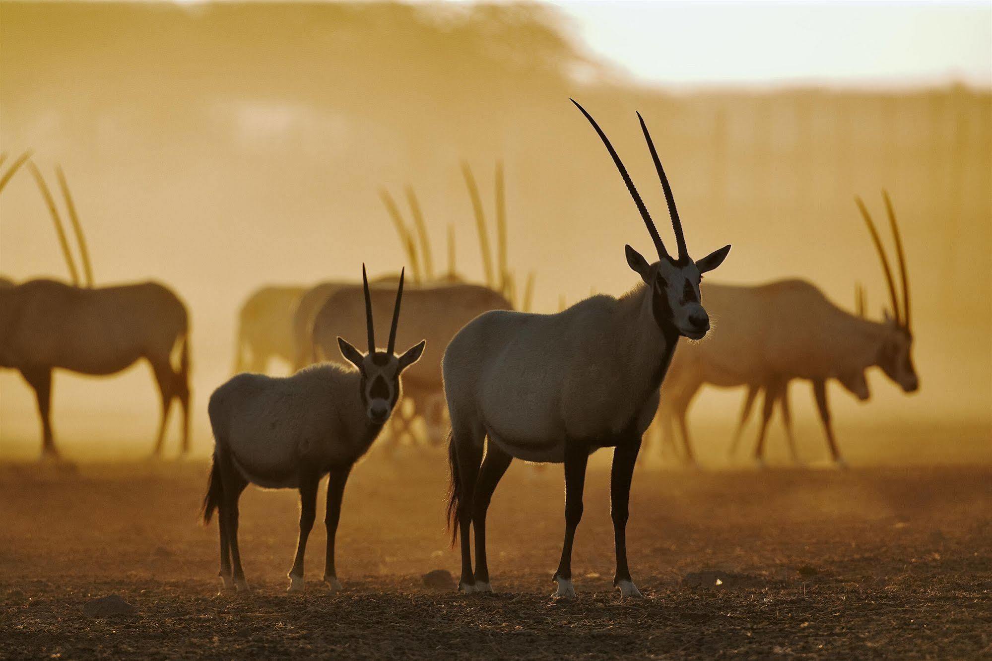 Anantara Sir Bani Yas Island Al Yamm Villa Resort Da'sah Exterior foto