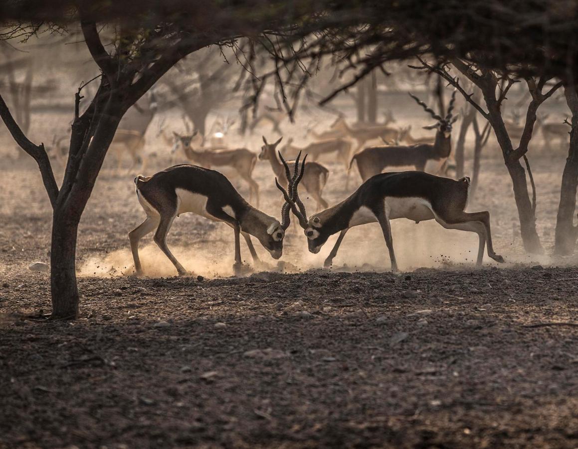 Anantara Sir Bani Yas Island Al Yamm Villa Resort Da'sah Exterior foto